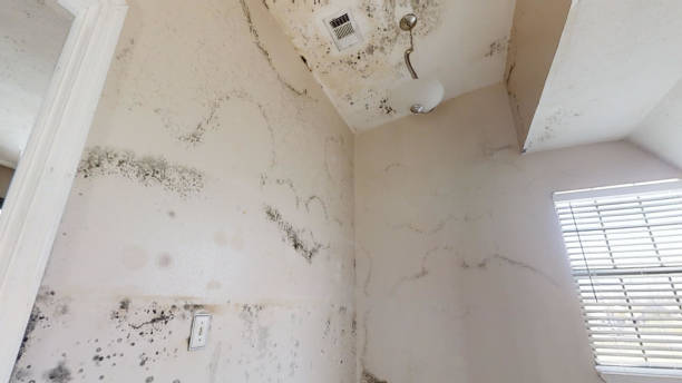 Reliable Gas City, IN Mold Removal Solutions
