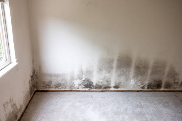 Best Forensic Mold Investigation  in Gas City, IN